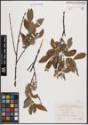Foto von Salix cinerea L.